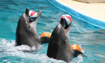 Dolphinarium