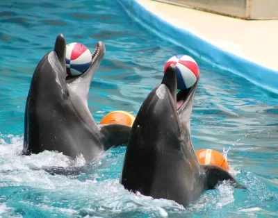 Dolphinarium